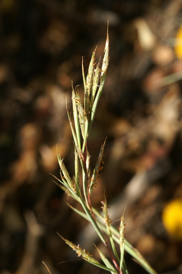 Cymbopogon ambiguus